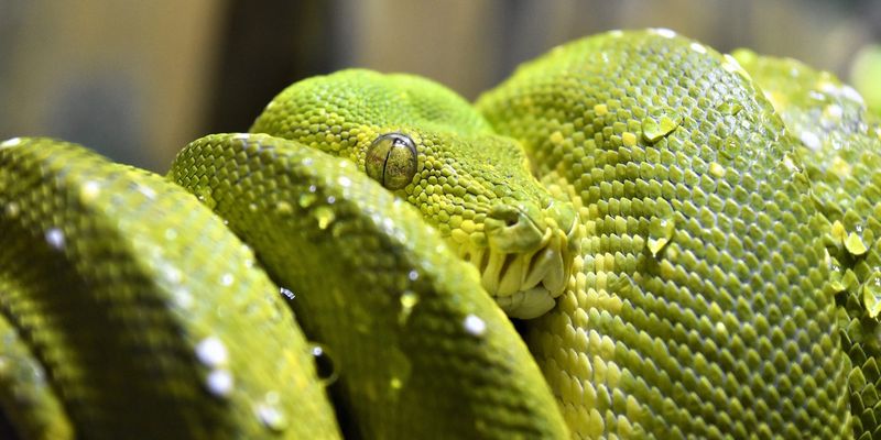 Green Tree Python