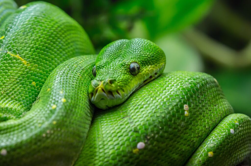 Green Tree Python