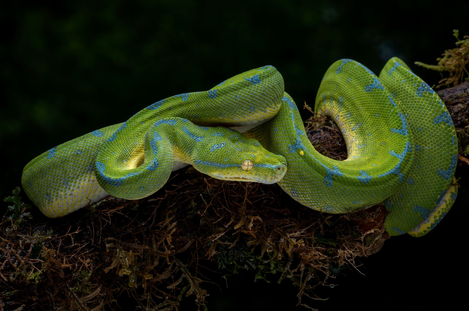 Green Tree Python