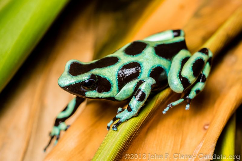 Green and Black Poison Dart Frog