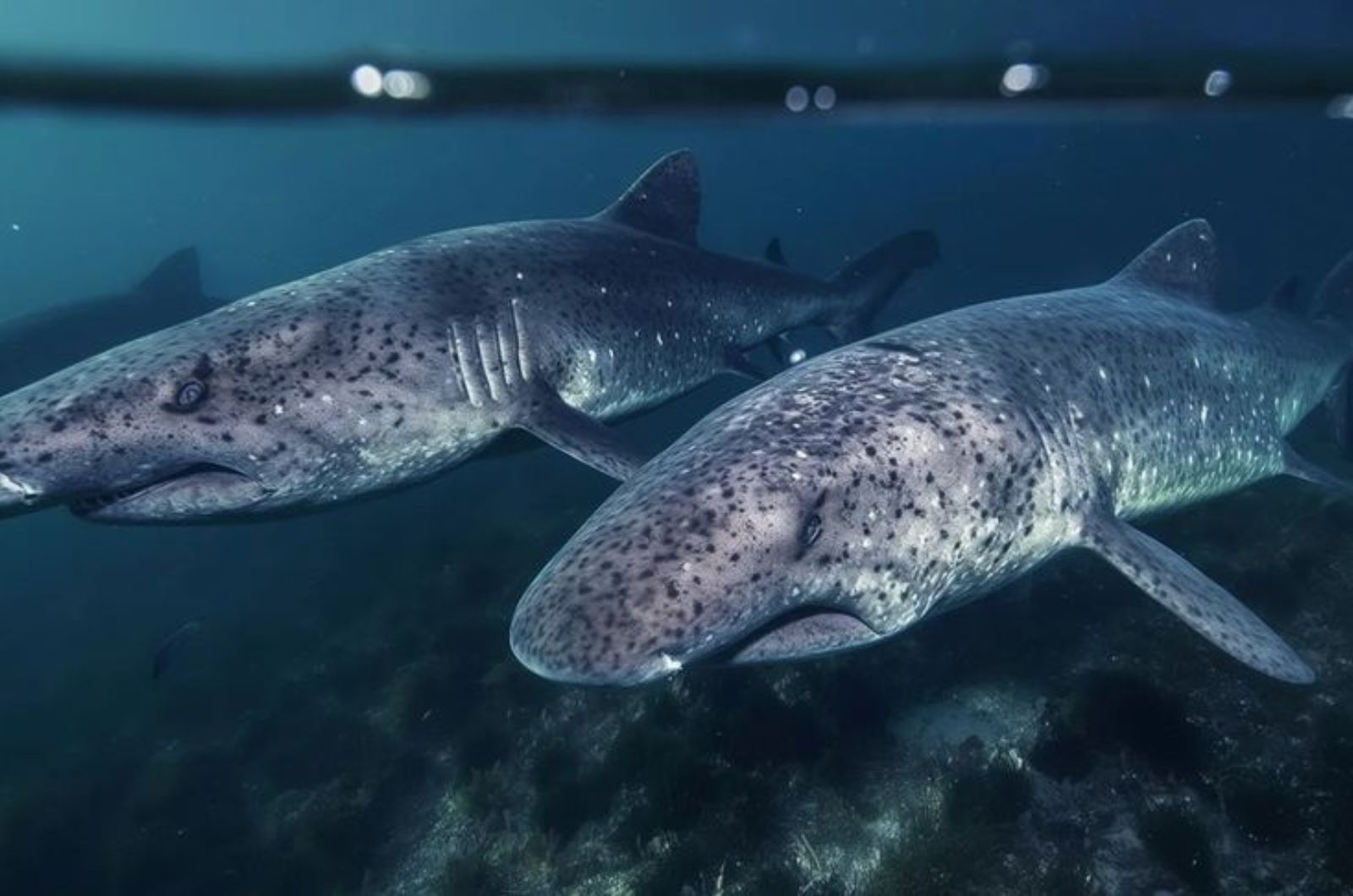 Greenland Sharks