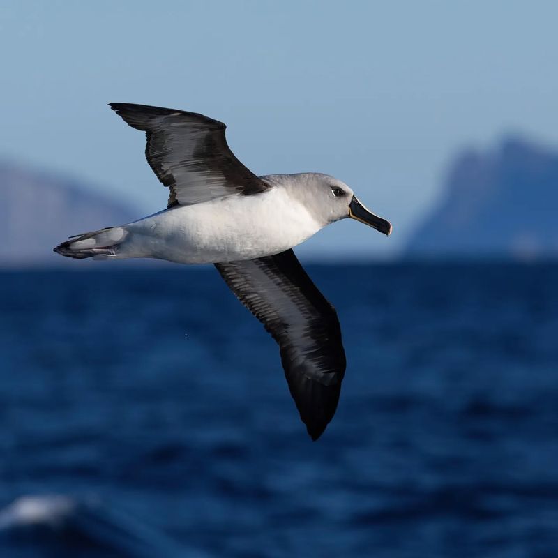 Grey-headed Albatross