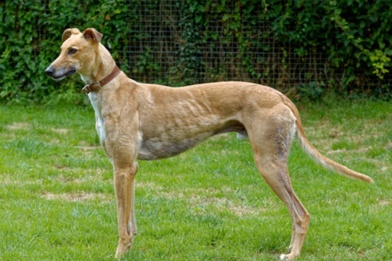 Greyhound in fawn color coat