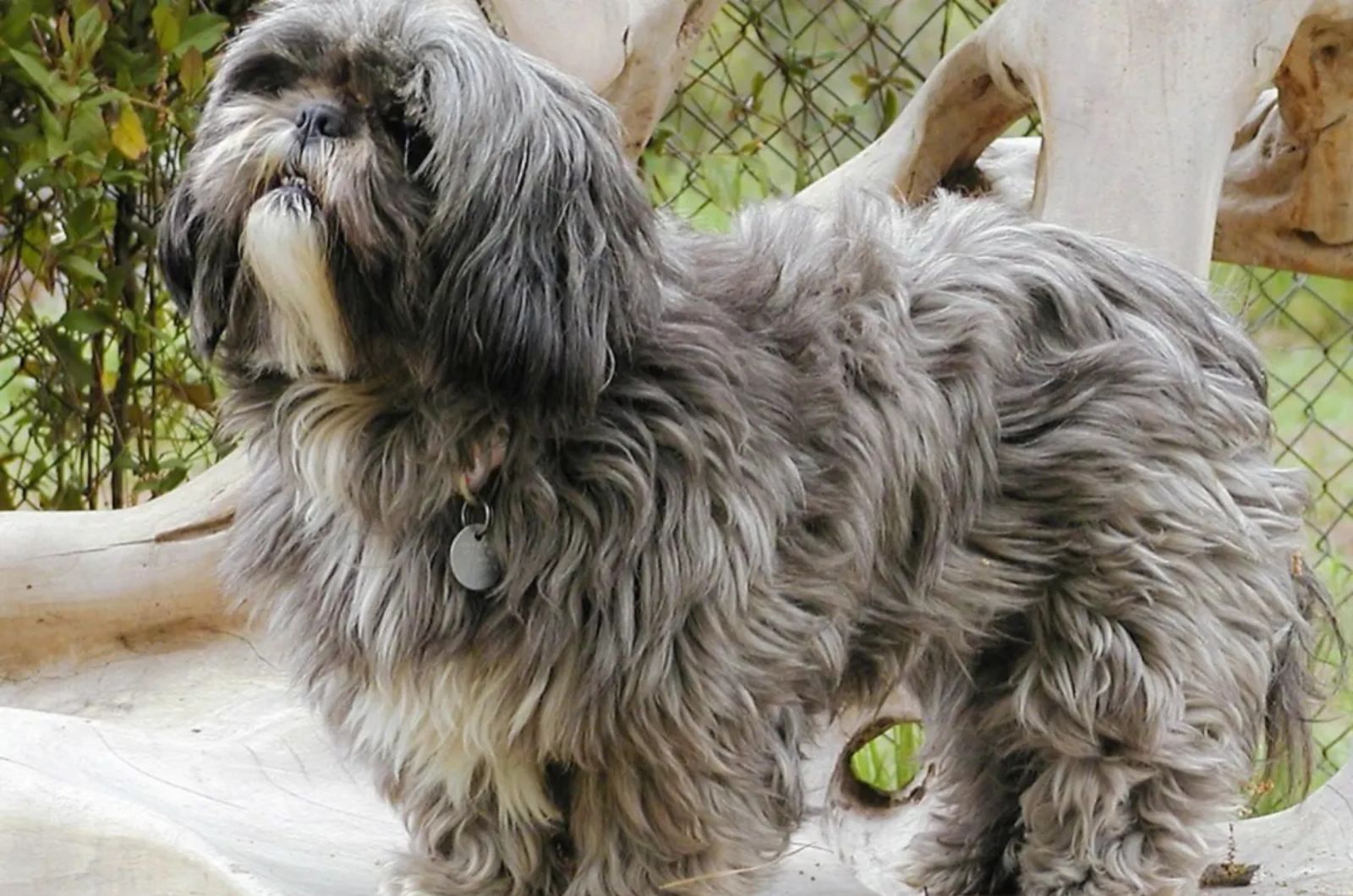 Grizzle Lhasa Apso