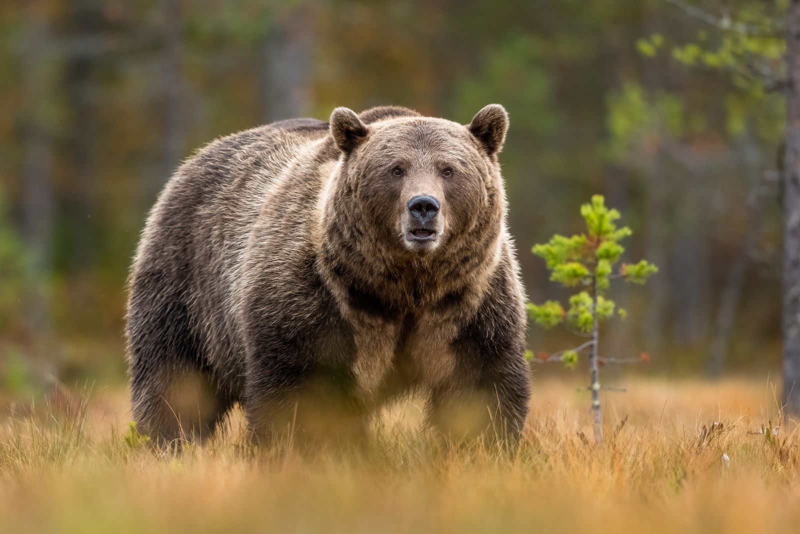 Grizzly Bear in nature