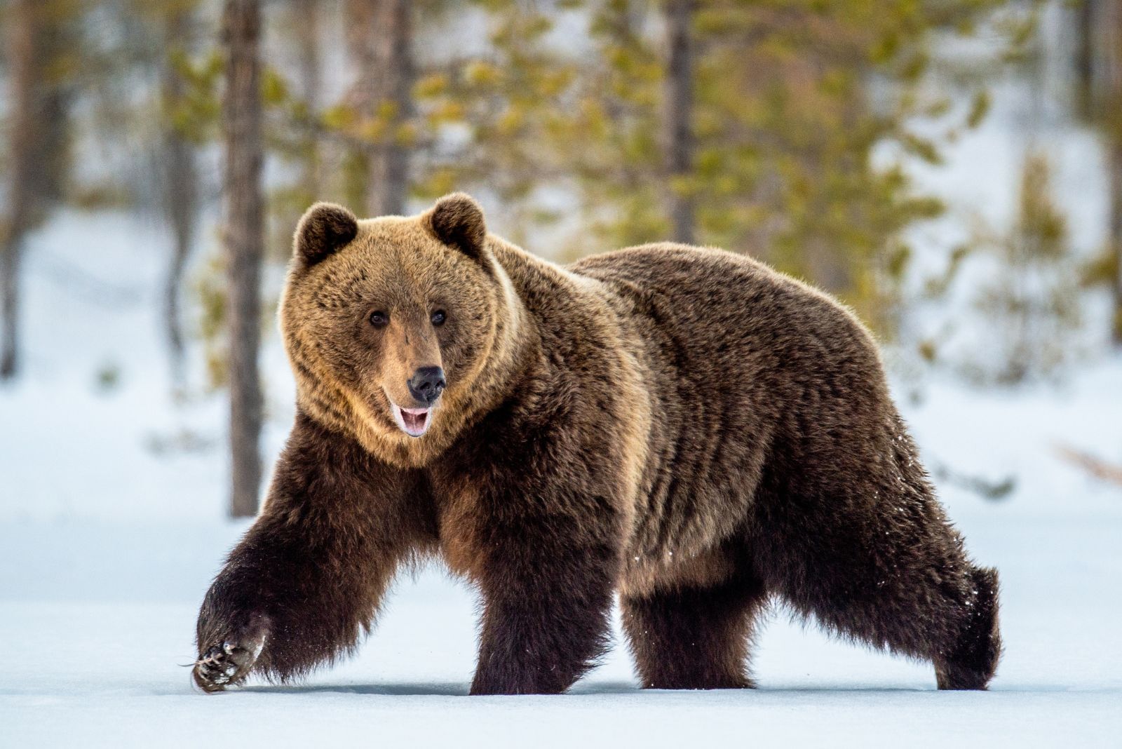 Grizzly Bear walking