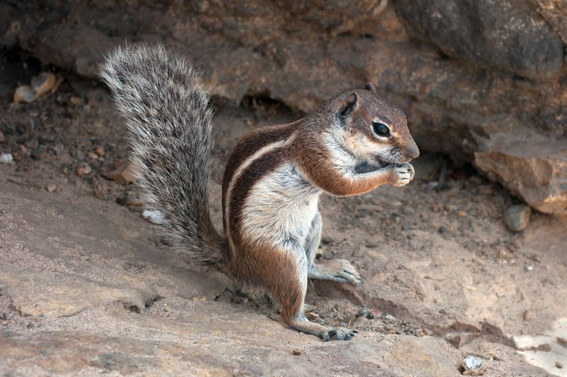 Ground Squirrel