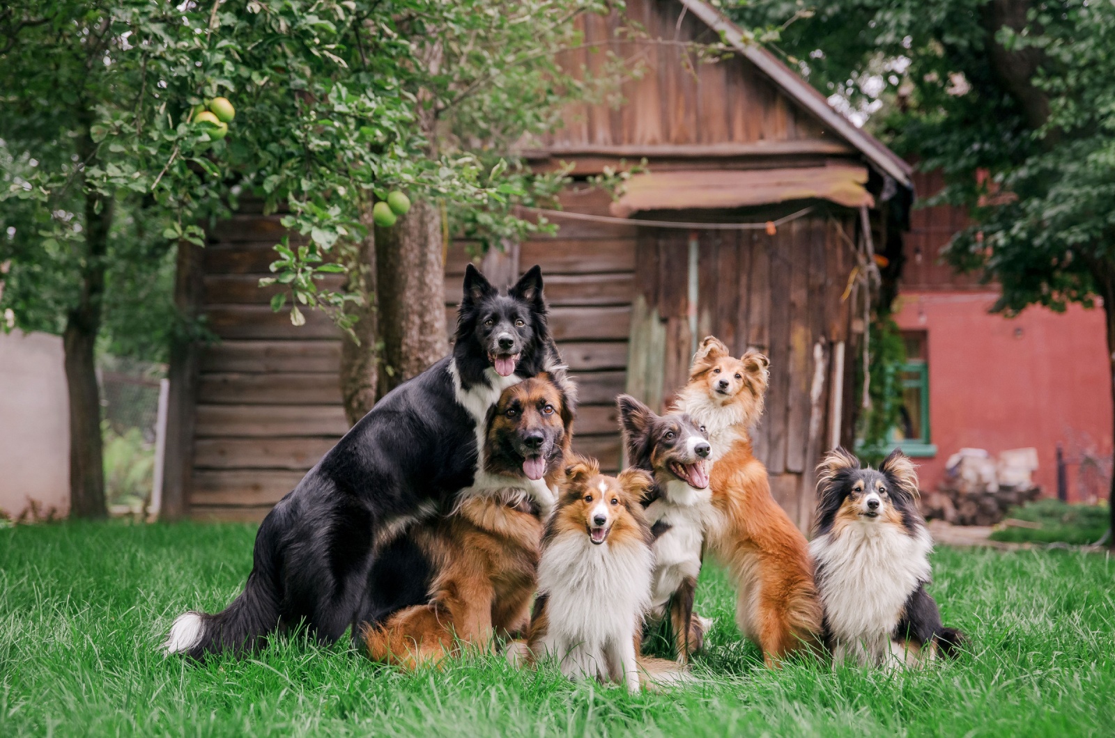 Group of dogs