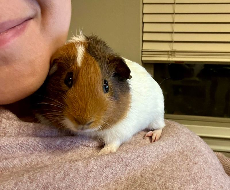 Guinea Pig