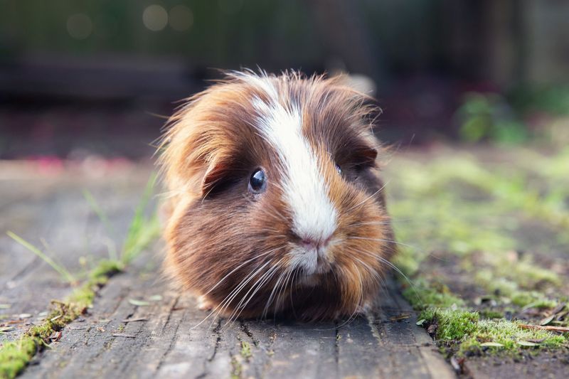 Guinea Pig