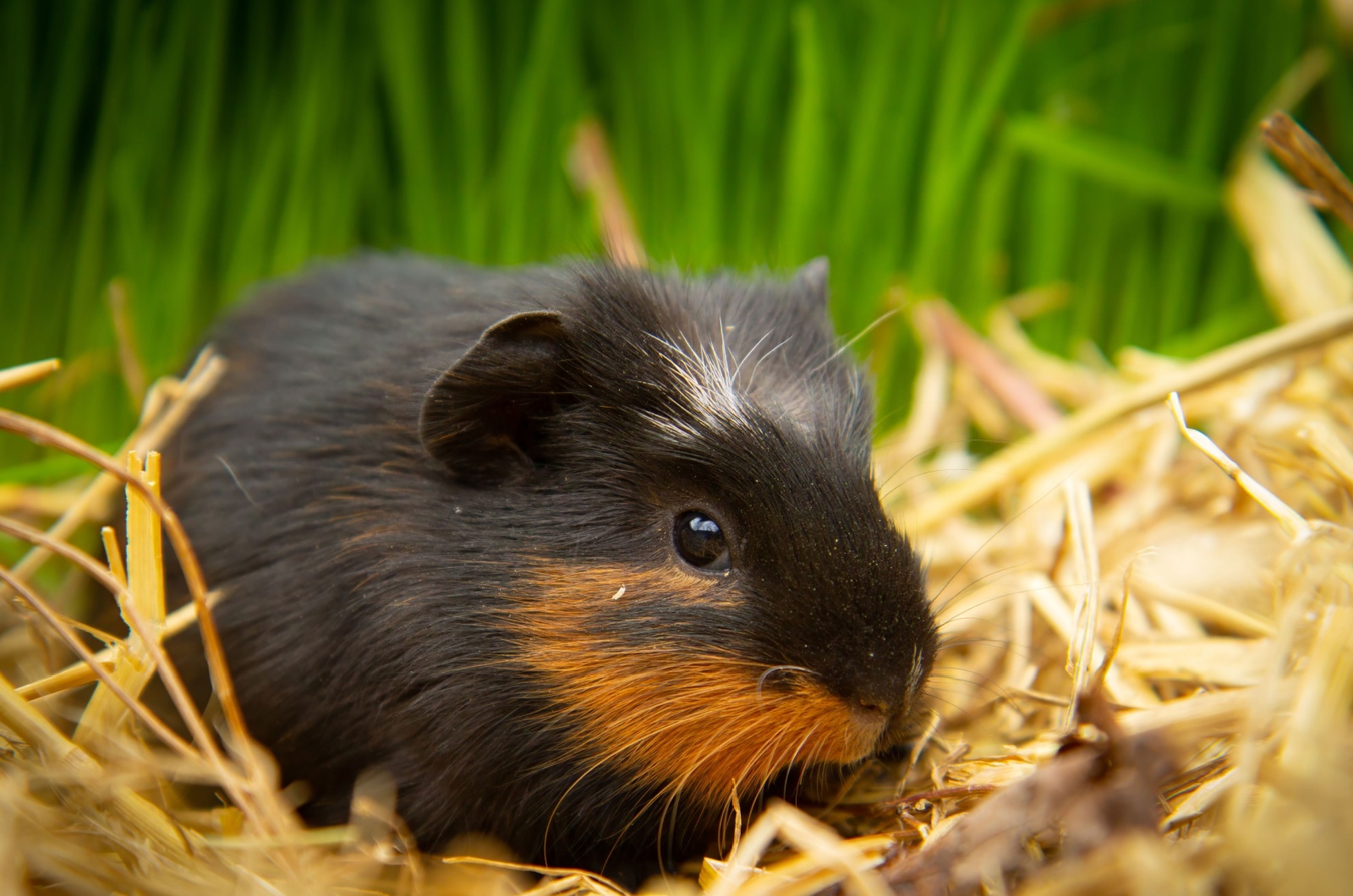 Guinea Pigs