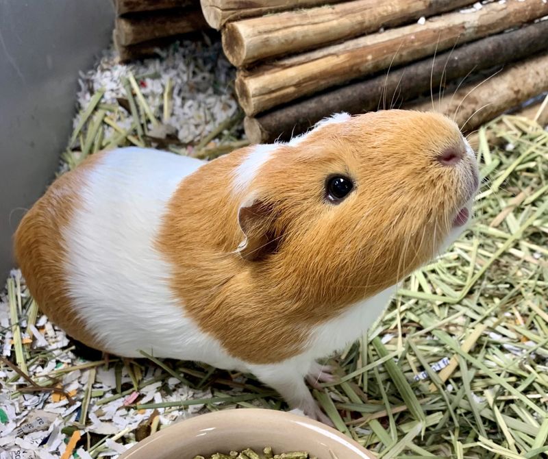 Guinea Pigs