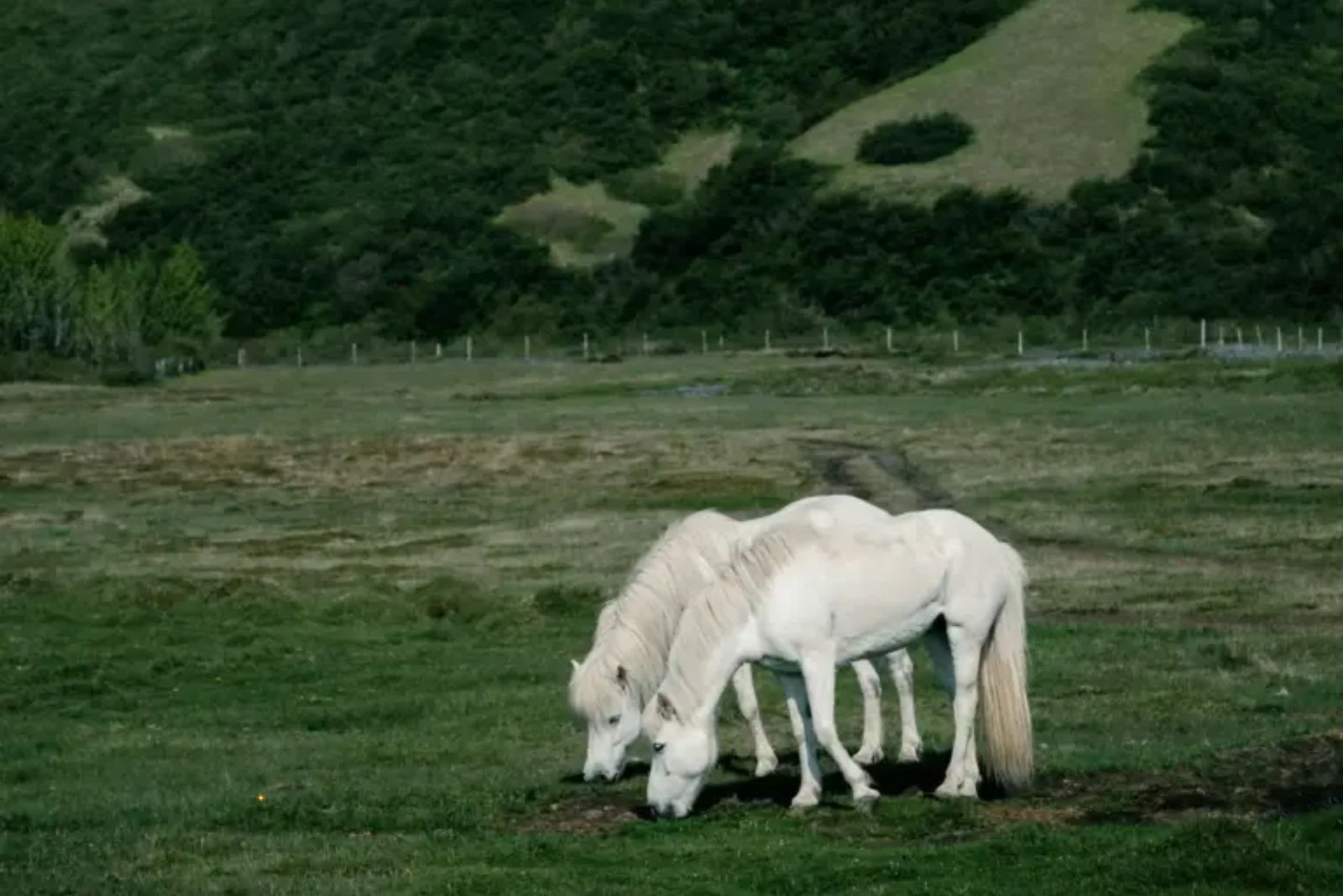 Guoxia Pony