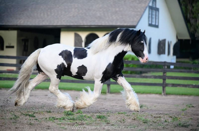 Gypsy Vanner