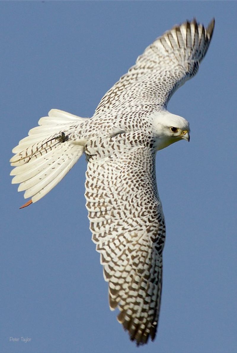 Gyrfalcon