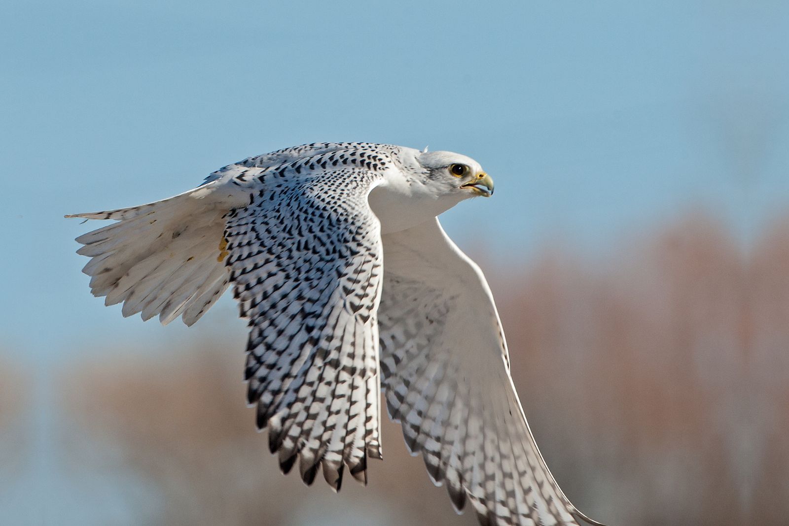 Gyrfalcon