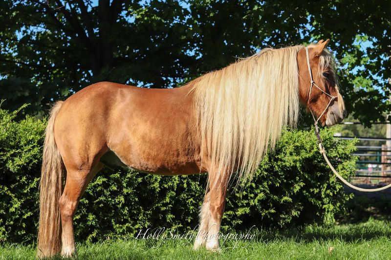 Haflinger