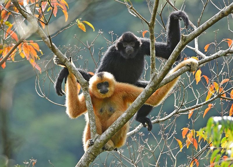 Hainan Gibbon