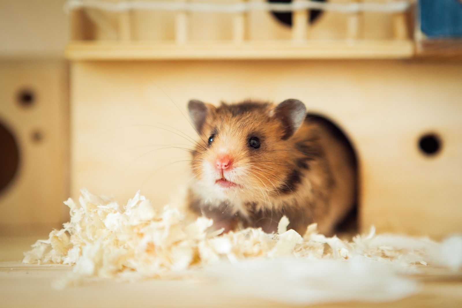 Hamster