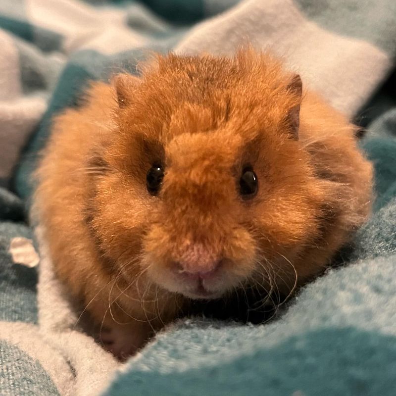 Hamster