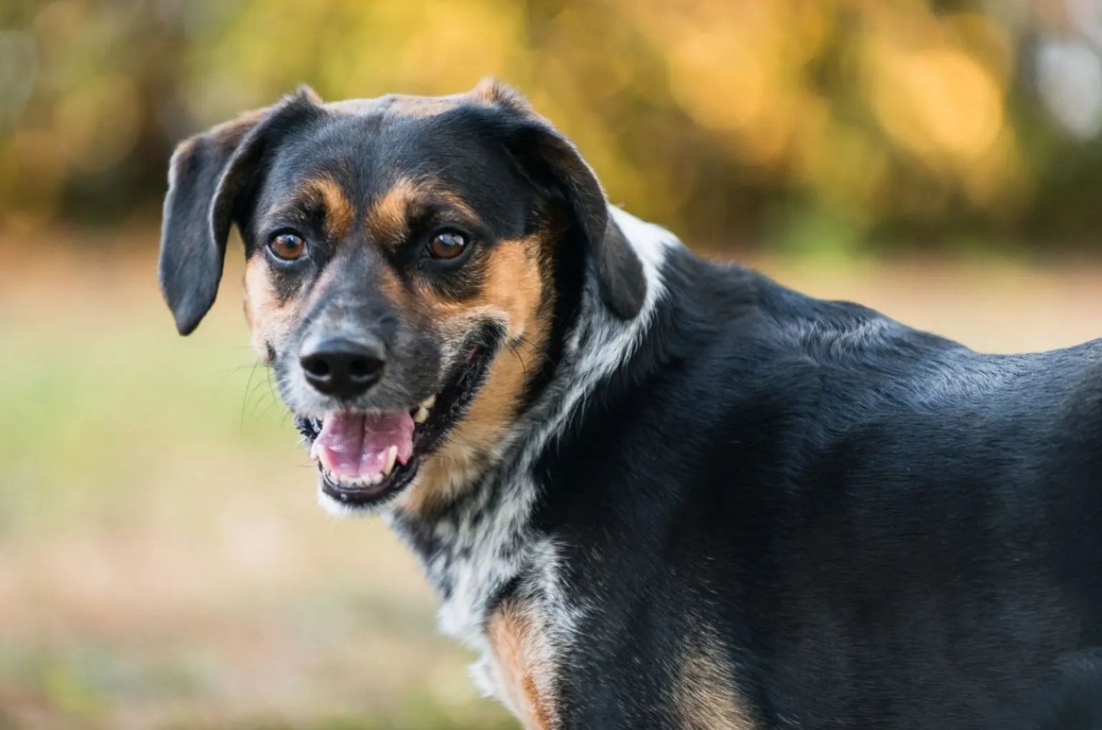 Happy Blue Tick Beagle