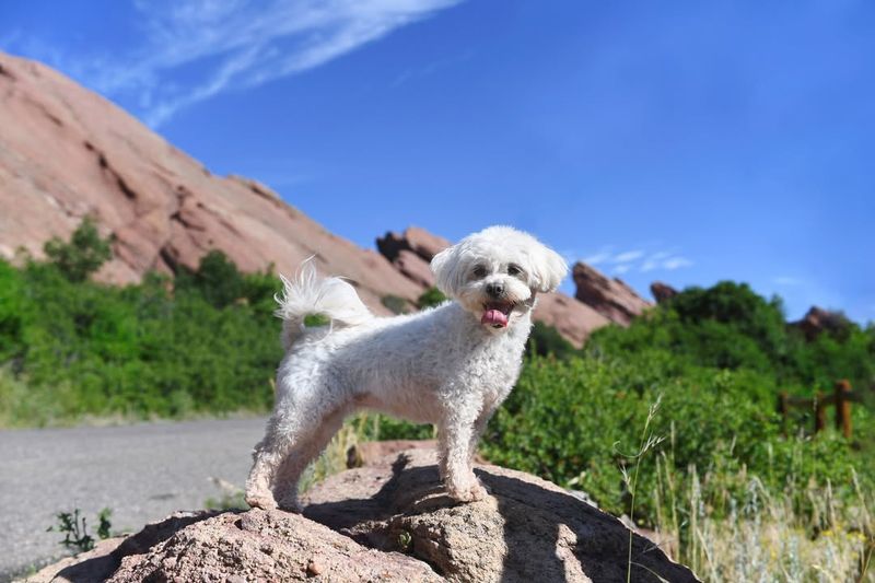 Happy Tail Wagging