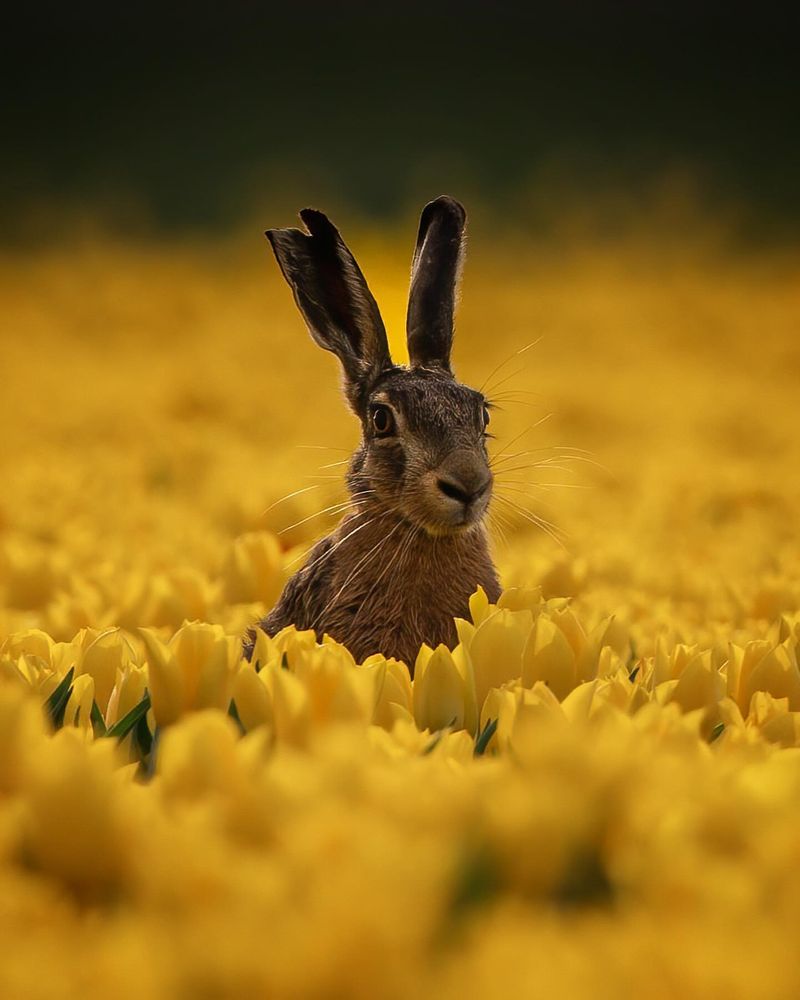 Hare