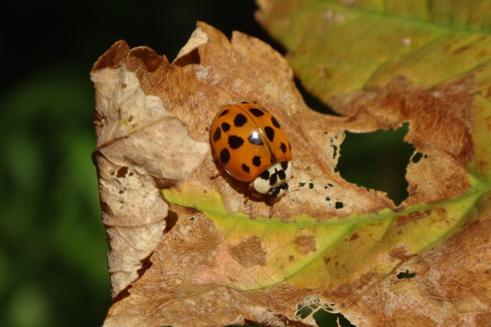 Harlequin Beetle