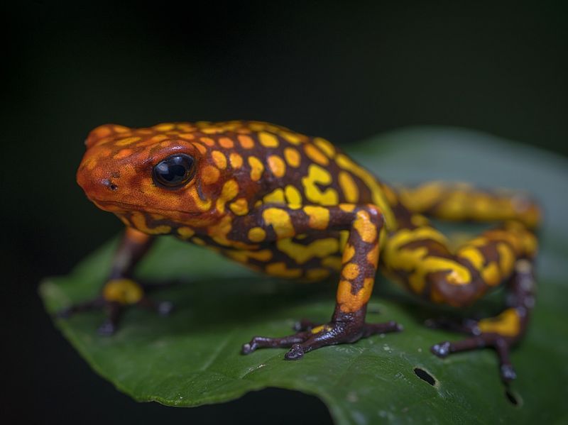 Harlequin Poison Frog