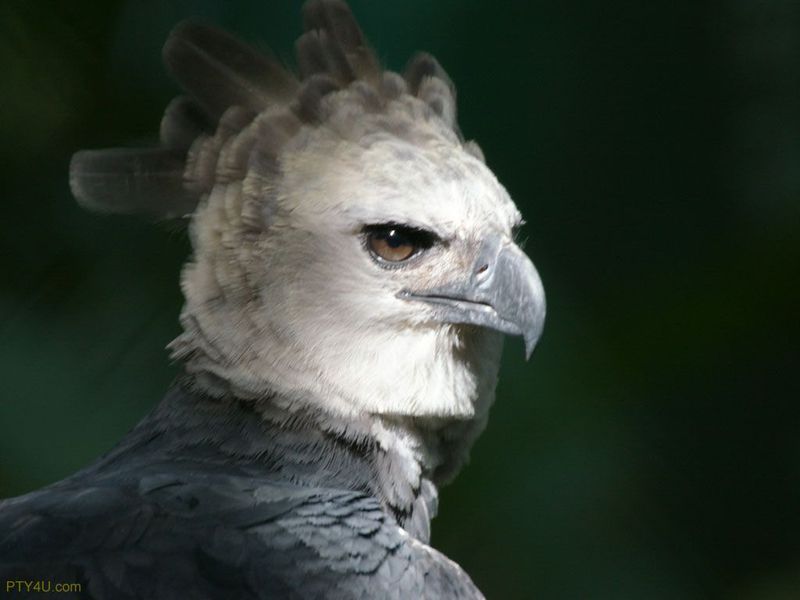 Harpy Eagle