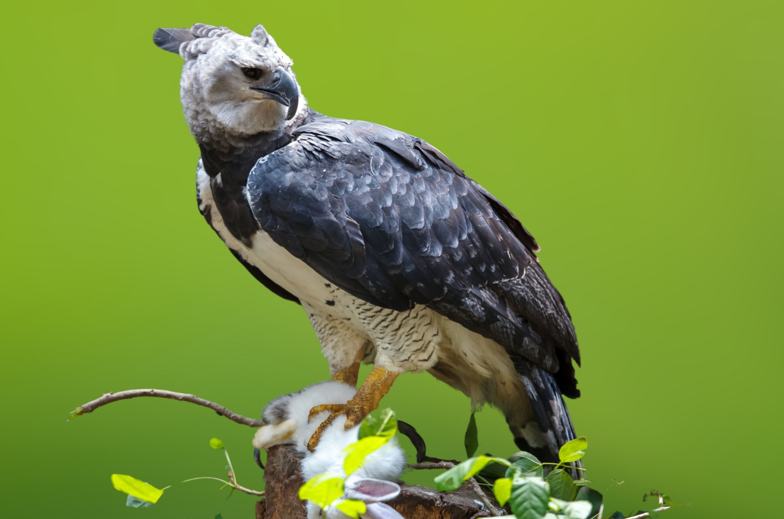 Harpy Eagle