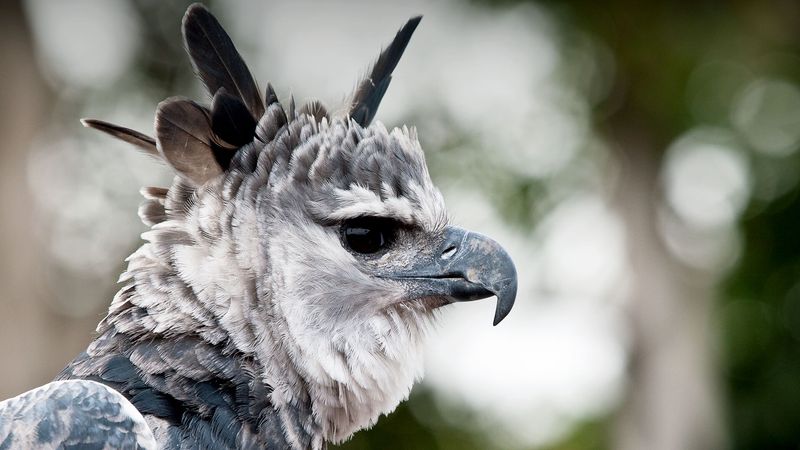 Harpy Eagle