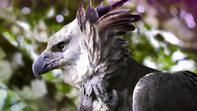 Harpy Eagle