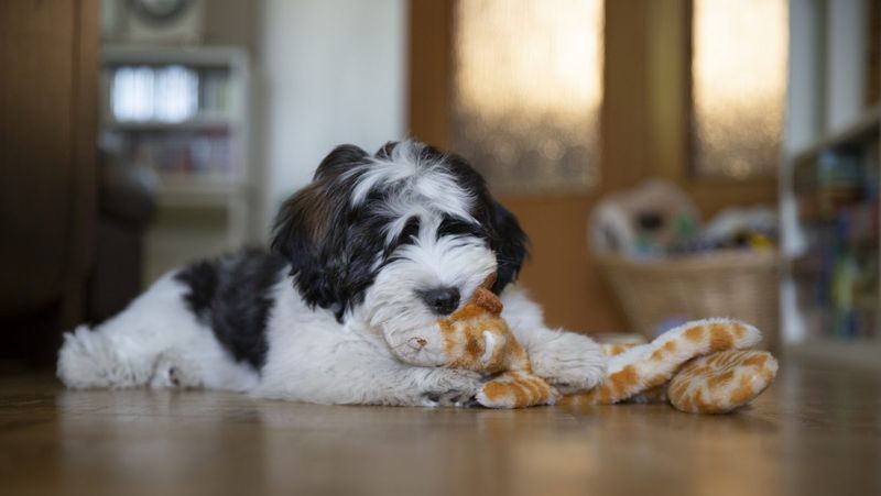 Havanese