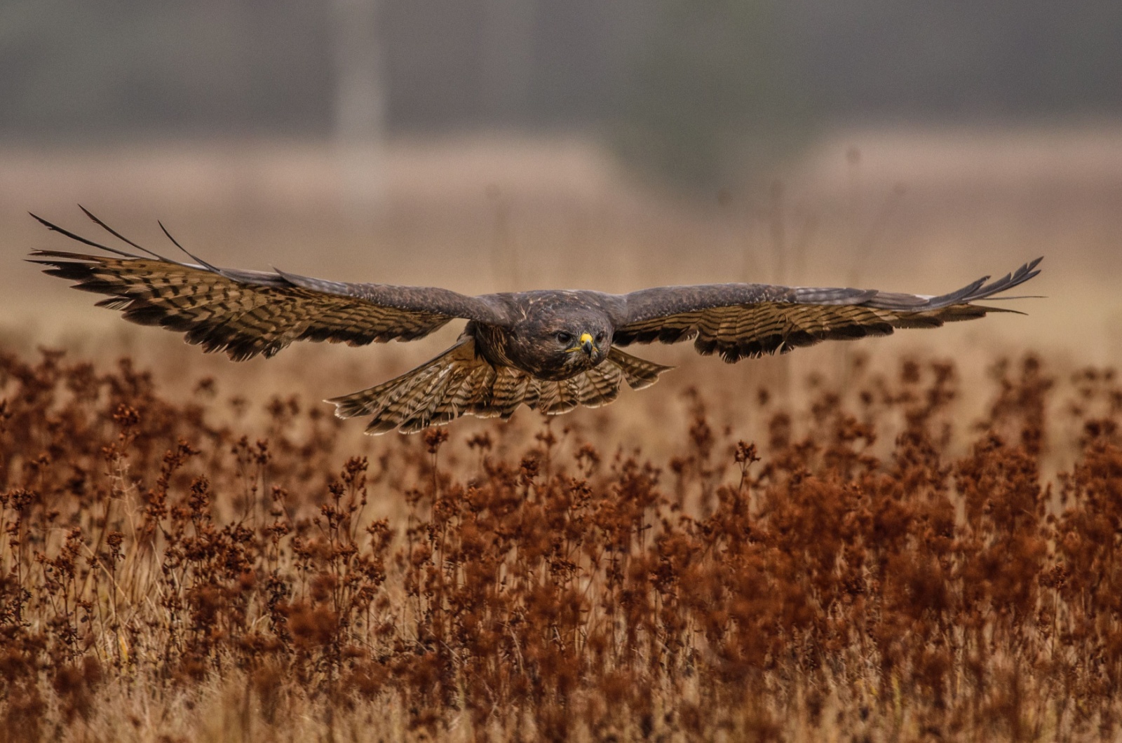 Hawk hunting