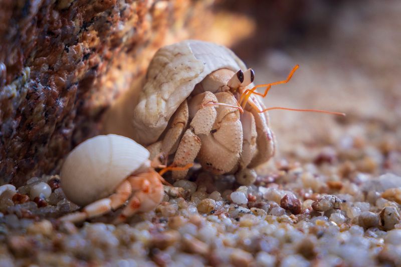 Hermit Crab