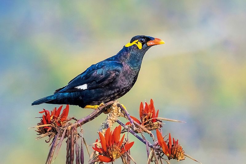 Hill Myna