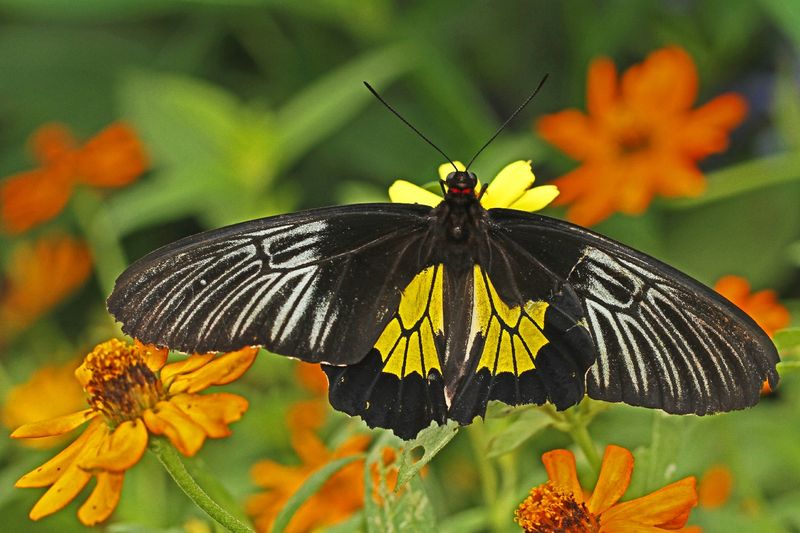 Himalayan Golden Birdwing