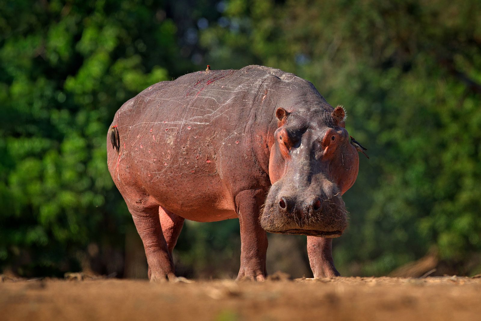 Hippopotamus