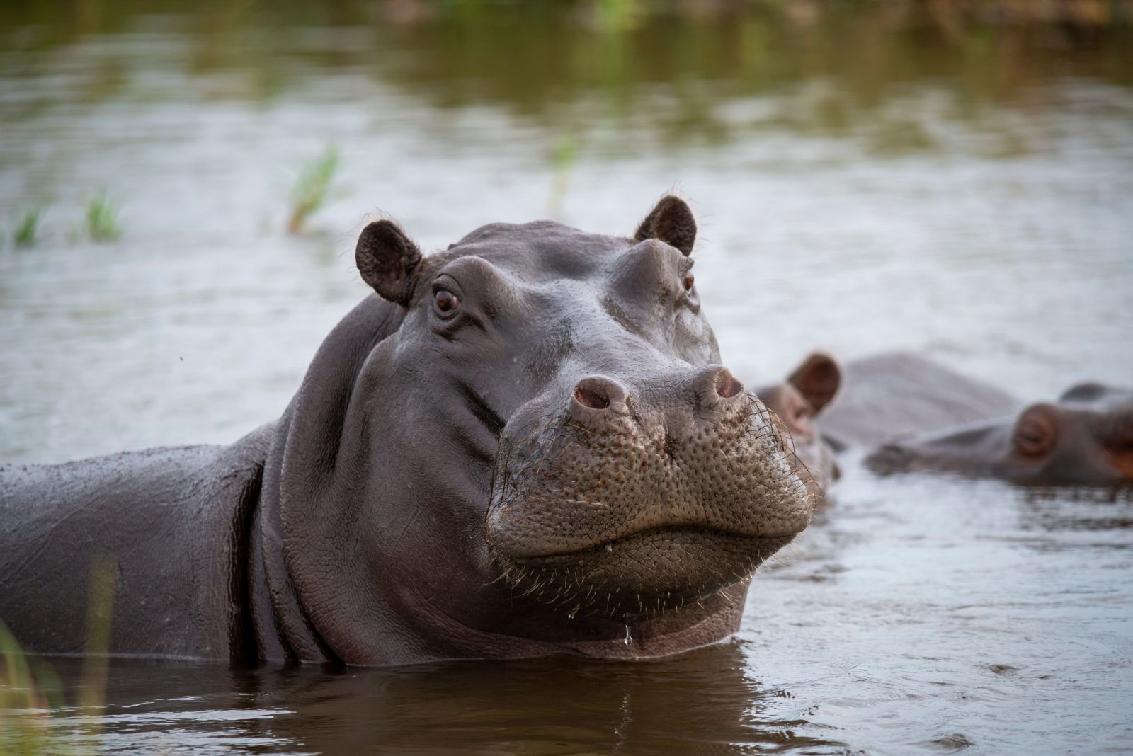 Hippopotamus