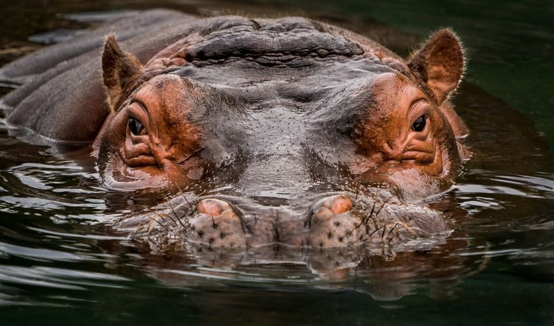 Hippopotamus