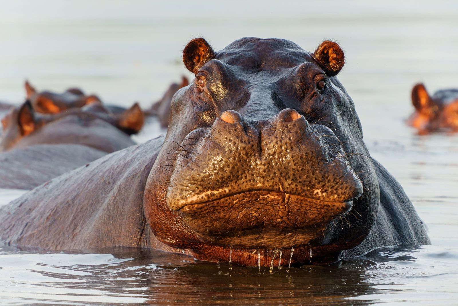 Hippopotamus