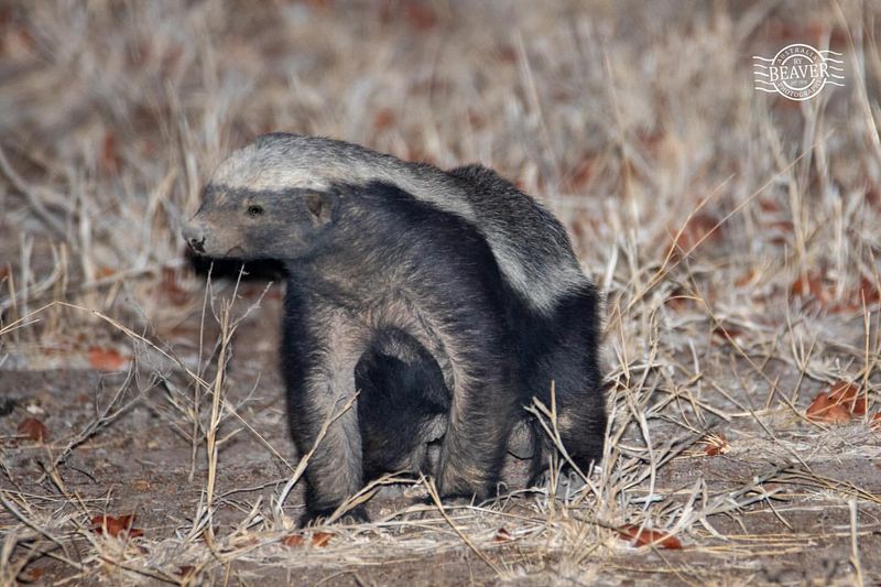 Honey Badger