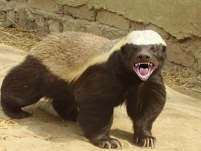 Honey Badger