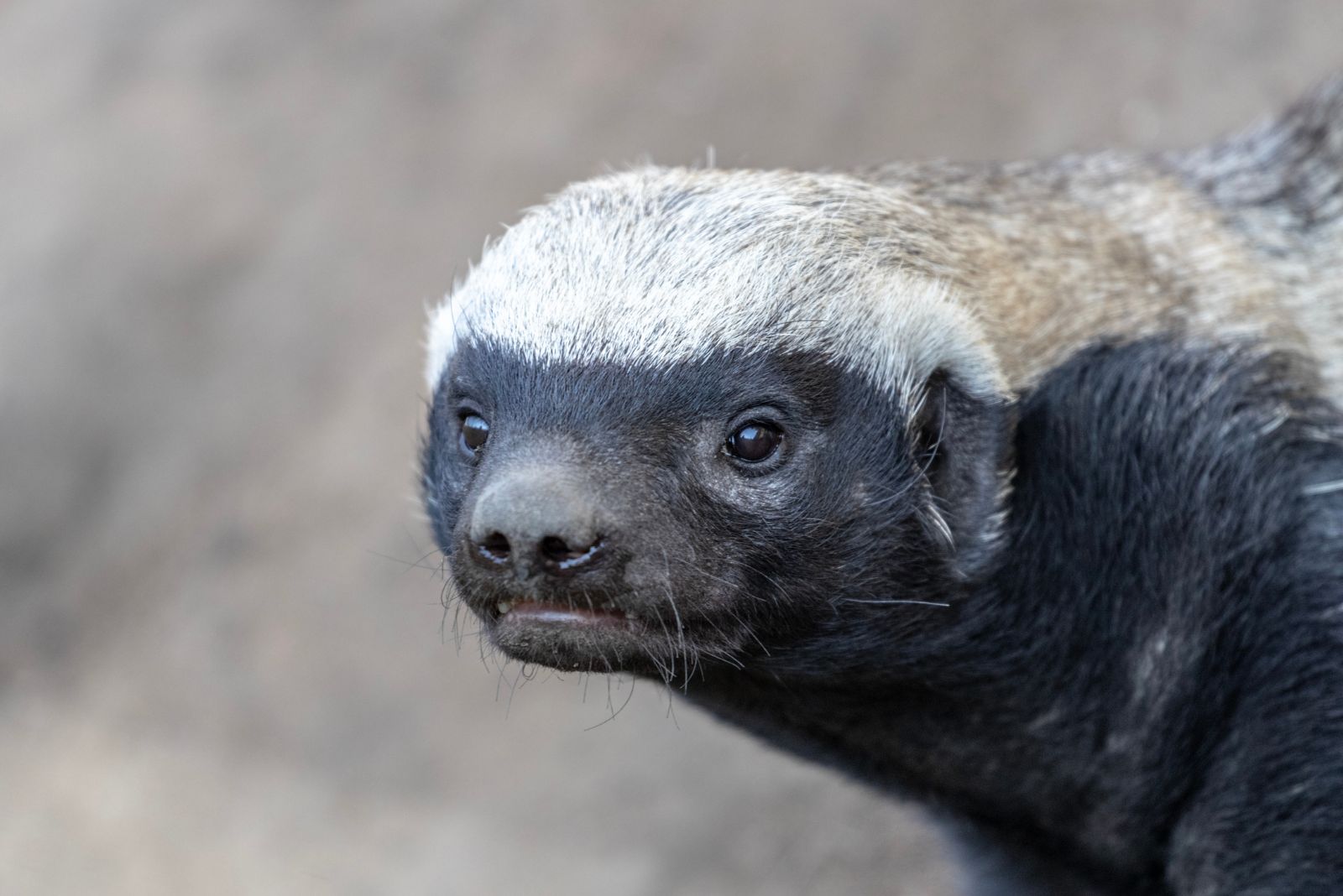 Honey Badger