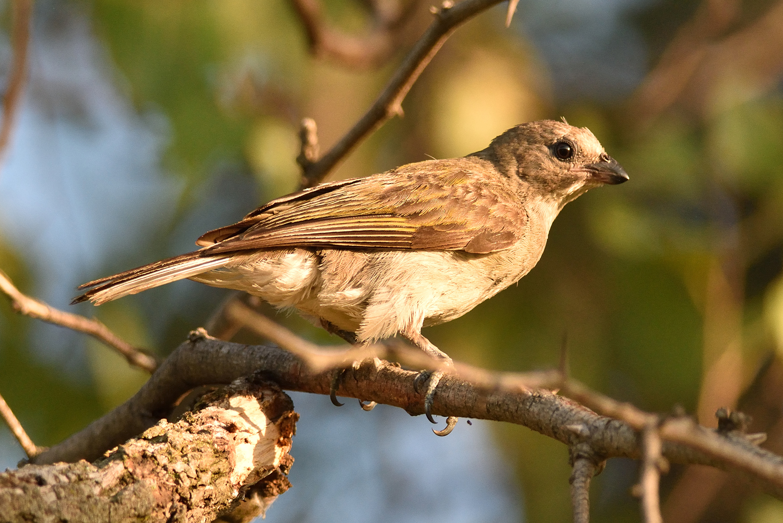 honeyguide bird