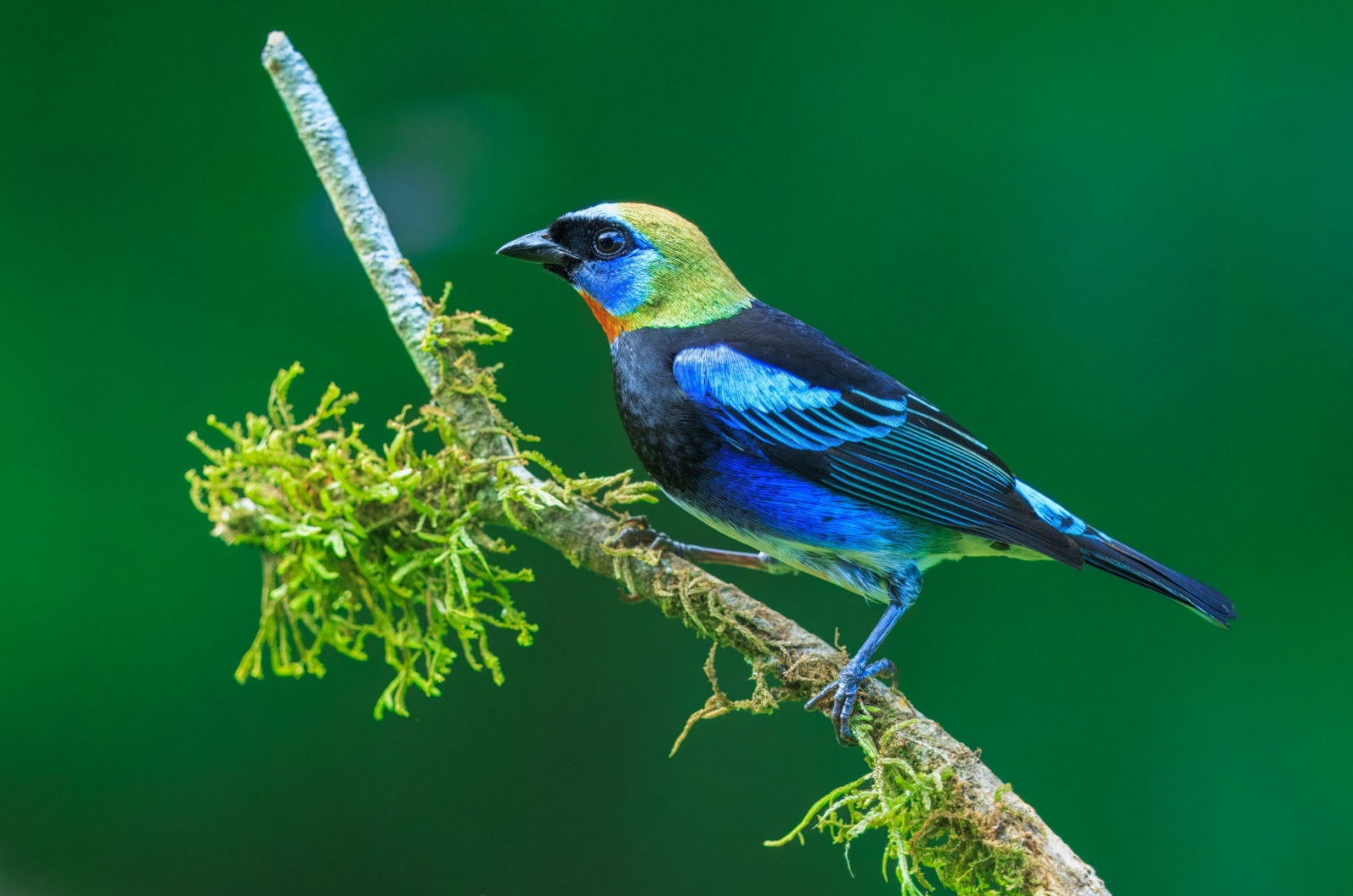 Hooded Tanager