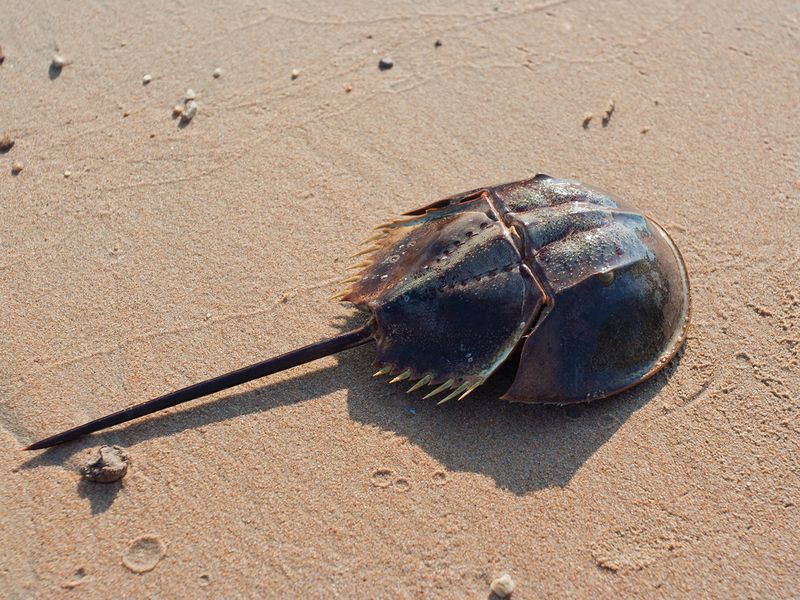 Horseshoe Crab