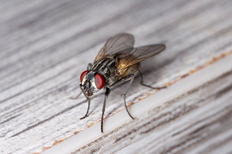 Housefly