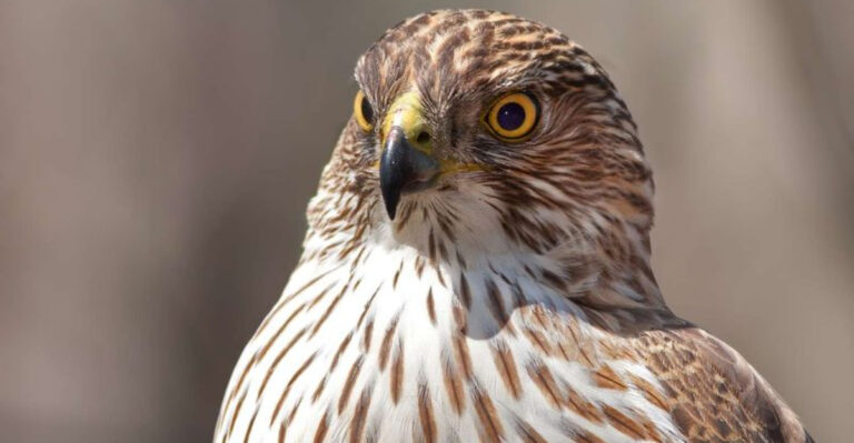 How To Identify Hawks 8 Expert Tips For Birdwatching